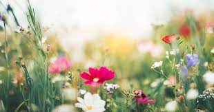 Erbe aromatiche, erbe spontanee commestibili, piante con fiori commestibili. Fiori Bianchi Orto Spontanee Erbe Spontanee Commestibili E Loro Riconoscimento Provincia Di Erba Calenzuola Erba Spontanea A Marzo Erba Tossica Erba Verdona Fiore Verde Latte Della Donna Pazza Lattice Irritante Madwoman S Milk Spontanee In
