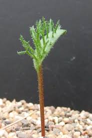 Image result for Eriospermum seineri