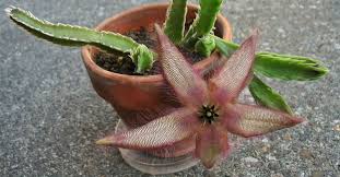 Image result for Stapelia getliffei