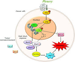 Selamat pagi bapak/ibu selamat datang kembali pada acara webinar virtual series unipa kampus lamongan sesi 4 semoga apa yang disampaikan pemateri nantinya. Jnk Pathway And Heat Shock Response Mediate The Survival Of C26 Colon Carcinoma Bearing Mice Fed With The Mushroom Pleurotus Eryngii Var Eryngii With Food Function Rsc Publishing Doi 10 1039 D0fo03171b