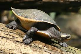 How big do pink belly sideneck turtles get? Red Bellied Short Necked Turtle Wikipedia
