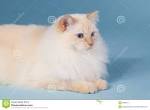 Ragdoll For Sale - Hoobly Classifieds