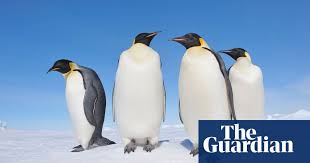 Penguins' swimming prowess cost them their ability to fly, a new study says. World Penguin Day Quiz Test Your Knowledge Of Our Flightless Friends World News The Guardian