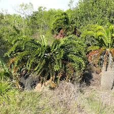 Image result for Encephalartos ngoyanus