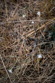 Image result for Lactuca inermis