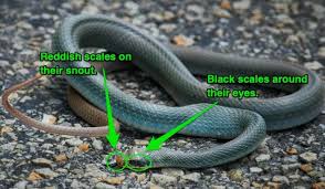 Maybe you would like to learn more about one of these? Blue Racer Snake Breed Profile Facts Speed Pictures Care Everything Reptiles
