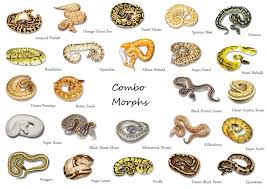 Ball Python Color Morphs Cant Decide Which I Like Most