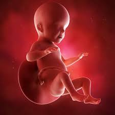 Babies born before 26 weeks are preemies (premature babies) and they are more likely to be sick. 26 Weeks Pregnant Pregnancy Week By Week Babytalk