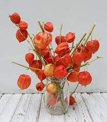 Check spelling or type a new query. Dried Chinese Lantern Seed Pods And Stems Last Lot Halloween Physalis Alkekengi Plants For Crafts And Arrangements Lot S Seed Pods Chinese Lanterns Lanterns