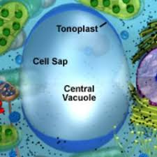 Sometimes the cell puts garbageor poisons or broken parts of the sometimes the cell keeps food in a vacuole (like hydrocarbon moleculesthat it will break down later for food). Central Vacuole Thiccplantcell Twitter