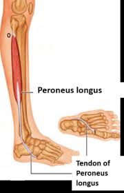 There may be swelling, tenderness and heat coming from the point where the tendon inserts into the back of the knee. Lateral Compartment Of Leg Peroneus Longus And Peroneus Brevis Anatomy Qa