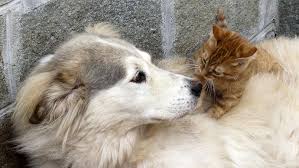 A proximité de chez vous trouvez un petsitter en effectuant une recherche et obtenez un. Le Pet Sitting Ou Comment Faire Garder Chiens Et Chats A Bas Cout