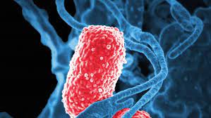A subset of hypervirulent k. Therapie Resistenz Und Pipeline Infektionen Mit Klebsiella Pneumoniae