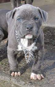 Check spelling or type a new query. My 7 Week Old Blue Nose Pitbull Blue Nose Pitbull Pitbull Puppies Really Cute Puppies