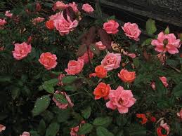 Work a generous amount of compost or cow manure into the soil. Roses Planting Care Info