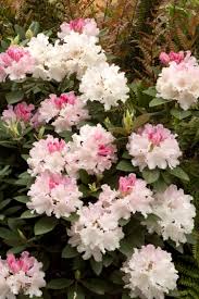 Looking Glass Rhododendron Monrovia Looking Glass Rhododendron Plant Fungus Rhododendron Monrovia Plants