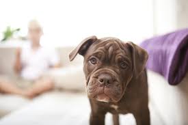 In a lot of ways, a pet like a cat or a dog is very much like a child because responsible owners care for their pets and make su. 9 Types Of Bulldogs American French English And More