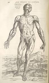 This 2000 year old scientific discipline sprung to life in ancient egypt and was increasingly developed across the ages by anatomy heavyweights like galen. First Drawing Of Human Anatomy