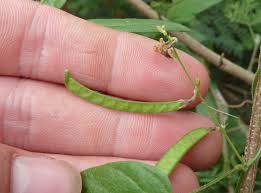 Image result for Teramnus repens