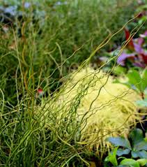 Image result for Cyperus spiralis