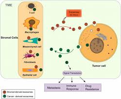 Rss manga reviews report error download manga. Frontiers Exosomal Non Coding Rnas Mediated Crosstalk In The Tumor Microenvironment Cell And Developmental Biology
