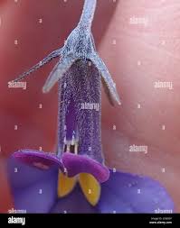 Image result for Monopsis decipiens