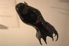 Tapi cumi vampir betina rupanya punya oosit yang hidup terus untuk memproduksi lebih banyak telur. 6 Fakta Unik Vampire Squid Vampir Misterius Dari Laut Dalam