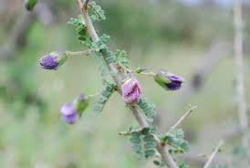 Image result for Ormocarpum