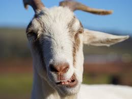 The domestic goat or simply goat (capra aegagrus hircus) is a subspecies of c. Sweet Farm This Animal Sanctuary Brings Goats To Your Zoom Call To Fight Factory Farming