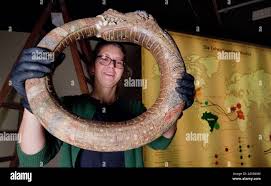 Hildesheim, Germany. 17th Oct, 2019. Claudia Schindler, restorer ...