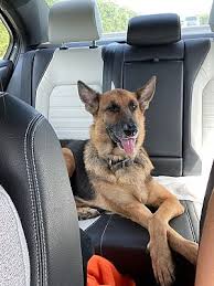 If you are unable to reach us by phone, please leave us a. Gainesville Fl German Shepherd Dog Meet Strudel A Pet For Adoption