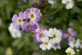 Image result for Malcolmia maritima