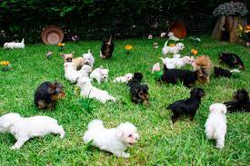 Podríamos decir que para la gente que vive en edificios o espacios más reducidos serían las razas perfectas aunque realmente no sea así. Venta De Perros Miniatura En Criadero De Cantillana