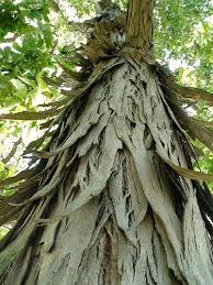 Shag Bark Hickory Tree Carya Ovata Bio Accumulator Of Phosphorous Potassium Calcium Wild Edibles Wild Food Hickory