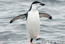 Chinstrap penguins pose at the newport aquarium. Chinstrap Penguin Wild Republic