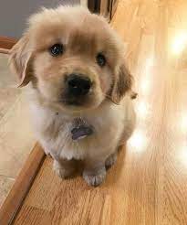Such A Cute Fluffy Golden Retriever Puppy Goldenretrievers Retriever Puppy Cute Dogs Golden Retriever Puppy