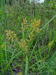 Image result for Cyperus chersinus