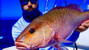 Mangs average a foot or so inshore, but grow to over ten pounds well offshore. Catch Huge Mangrove Snapper Grouper Epic Day Gulf Of Mexico Fishing Youtube