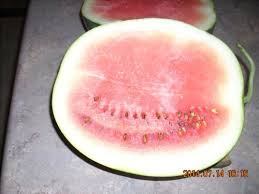 Maybe you would like to learn more about one of these? Sugarbaby Melon Not Ripe