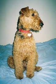 Pin By Marie Lloyd On Airedale Adventures Terrier Rescue Airedale Terrier Terrier