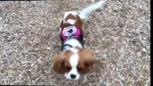 Click here to be notified when new cavalier king charles spaniel puppies are listed. 8 Month Old Cavalier King Charles Charlee Certified Therapy Dog Training In Northern Virginia Youtube