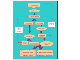 File Male Reproductive Hormone Chart Gif Wikimedia Commons