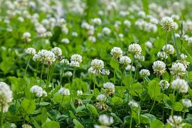 Image result for Trifolium