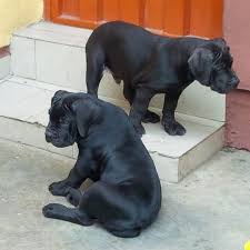 Black Boerboel Puppies For Sale In Bloemfontein Two Special Pedigree Black Boerboel Pups Alaba International Market Lagos Dogs Puppies Lagos Public Ads