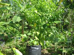 Tanaman ini membutuhkan sinar matahari penuh sepanjang hari. Kenali Pokok Sayangi Pokok Tanaman Cili Dalam Polybag