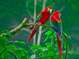 Desktop Birds Of Paradise Wallpaper Macaws Parrot Wallpaper Birds Wallpaper Hd Bird Wallpaper