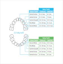 sample baby teeth chart 5 documents in pdf