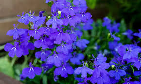 Image result for foto Lobelka