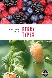 List Of Types Of Berries From A To Z Gardening Channel