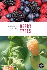 list of types of berries from a to z gardening channel